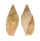 VOLUTIDAE NOTOPEPLUM SERICATUM shell