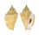 STROMBIDAE STROMBUS GRACILIOR shell