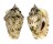 STROMBIDAE STROMBUS LENTIGINOSUS shell