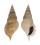 STROMBIDAE TIBIA DELICATULA shell