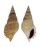 STROMBIDAE TIBIA DELICATULA shell