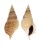 STROMBIDAE TIBIA DELICATULA shell