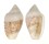 MARGINELLIDAE MARGINELLA ALBOCINCTA shell