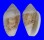 MARGINELLIDAE MARGINELLA ALBOCINCTA shell