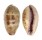 CYPRAEIDAE ERRONEA WALKERI CONTINENS shell