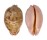 CYPRAEIDAE LEPOCYPRAEA MAPPA PANERYTHRA shell