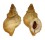 RANELLIDAE SASSIA SUBDISTORTA shell