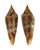 CONIDAE CONASPRELLA MIRABILIS shell