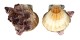 PECTINIDAE BRATECHLAMYS VEXILLUM shell