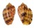 HARPIDAE HARPA HARPA shell