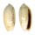 OLIVIDAE OLIVA OLIVA STELLATA shell