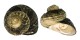TURBINIDAE TURBO TORQUATUS WHITLEYI shell