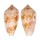 CONIDAE CONUS TEXTILE SIRVENTI shell