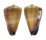 CONIDAE CONUS SANGUINOLENTUS shell