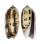 OLIVIDAE OLIVA LIGNARIA shell