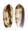 OLIVIDAE OLIVA LIGNARIA shell