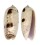 OLIVIDAE OLIVA LIGNARIA shell