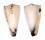 CONIDAE CONUS VIDUA CUYOENSIS shell