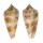 CONIDAE CONUS IODOSTOMA shell