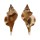 RANELLIDAE CYMATIUM COMPTUM shell