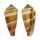 CONIDAE CONUS FURVUS NEOBUXEUS shell