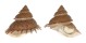 TURBINIDAE BOLMA GUTTATA shell