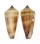 CONIDAE CONUS FURVUS NEOBUXEUS shell