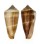 CONIDAE CONUS FURVUS NEOBUXEUS shell