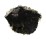 OSTREIDAE EMPRESSOSTREA PHILIPPINARUM shell