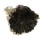 OSTREIDAE EMPRESSOSTREA PHILIPPINARUM shell