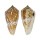 CONIDAE CONUS AMADIS CASTANEOFASCIATUS shell