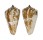 CONIDAE CONUS AMADIS CASTANEOFASCIATUS shell