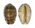 CYPRAEIDAE MAURITIA ARABICA shell