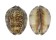CYPRAEIDAE CYPRAEA DEPRESSA shell