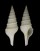 TURRIDAE GEMMULA MARTINI shell