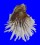SPONDYLIDAE SPONDYLUS ALBIBARBATUS shell