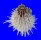 SPONDYLIDAE SPONDYLUS ALBIBARBATUS shell
