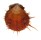SPONDYLIDAE SPONDYLUS REESIANUS shell