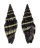 MITRIDAE VEXILLUM VULPECULA shell