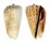 STROMBIDAE STROMBUS LUHUANUS shell