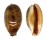 CYPRAEIDAE LYNCINA LYNX VANELLI shell