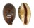 CYPRAEIDAE LYNCINA LYNX VANELLI shell