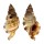 RANELLIDAE CYMATIUM PILEARE shell