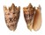 VOLUTIDAE CYMBIOLA IMPERIALIS shell