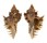 MURICIDAE CHICOREUS TERRITUS shell