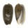 OLIVIDAE OLIVA VIDUA ALBOFASCIATA shell