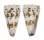 CONIDAE CONUS IMPERIALIS shell