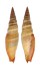 MITRIDAE VEXILLUM COCCINEA shell