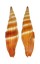 MITRIDAE VEXILLUM COCCINEA shell