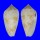 CONIDAE CONUS TEXTILE SIRVENTI shell